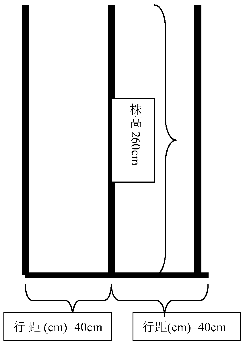 Method for planting corn according to plant height of corn plants by utilizing circumference ratio