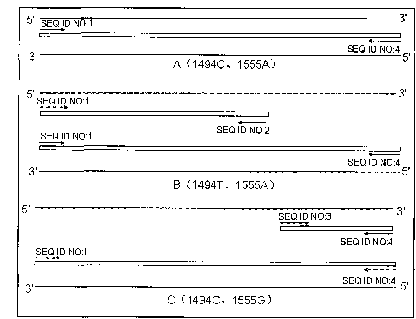 Method for detecting 1494 C-T and 1555 A-G mutation of maternally inherited deafness mitochondrial genes, and kit thereof