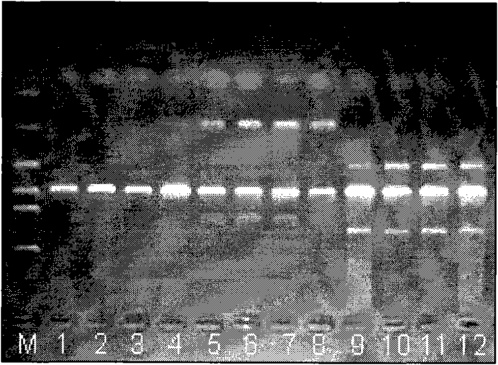 Method for detecting 1494 C-T and 1555 A-G mutation of maternally inherited deafness mitochondrial genes, and kit thereof