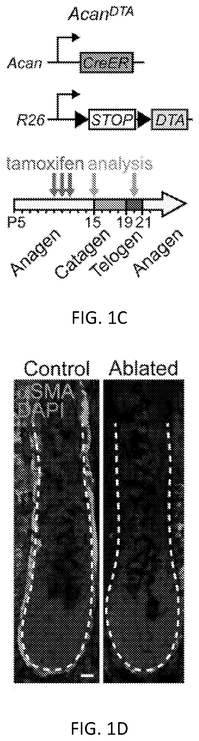 Method for preventing hair loss