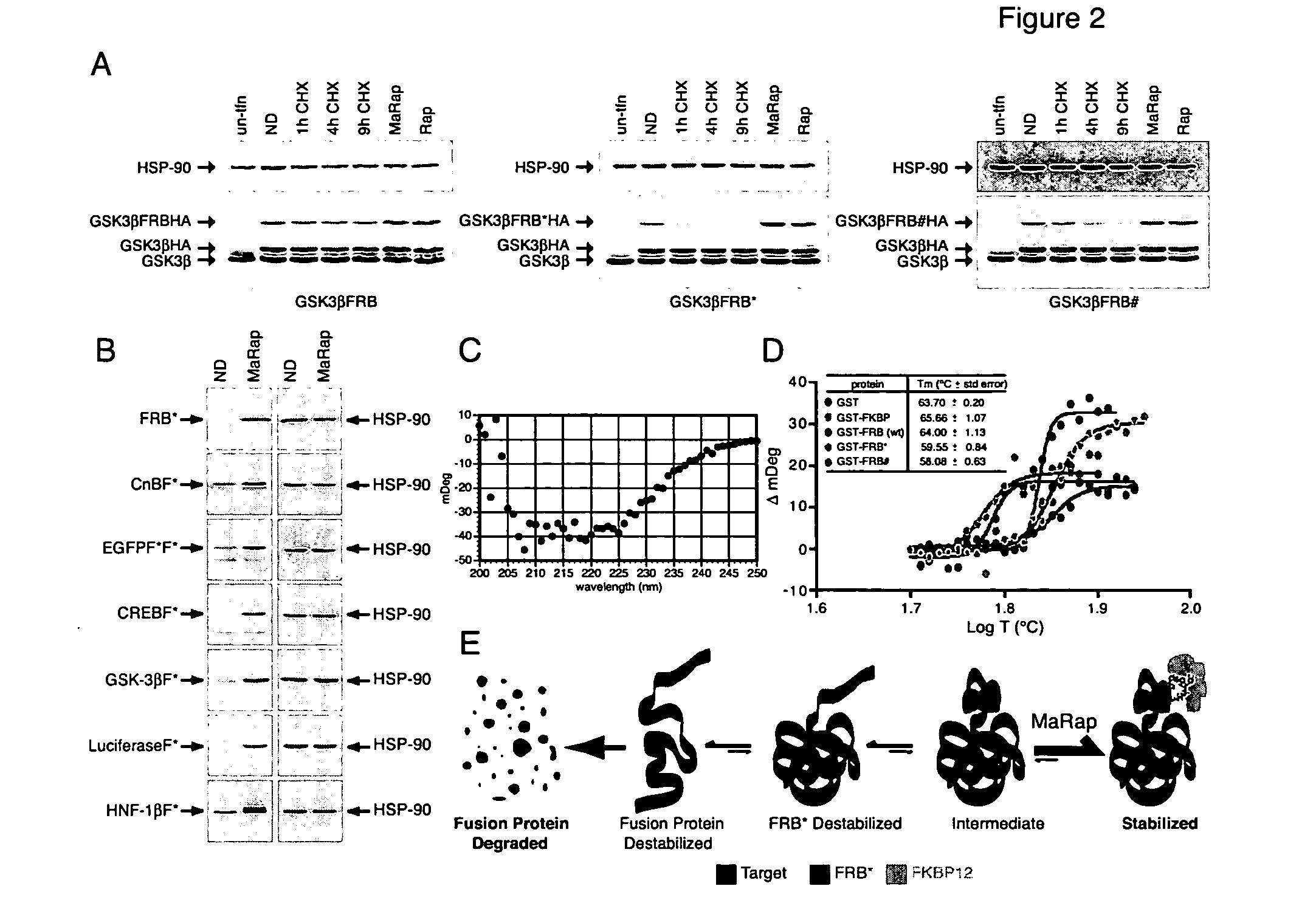 Conditional allele system