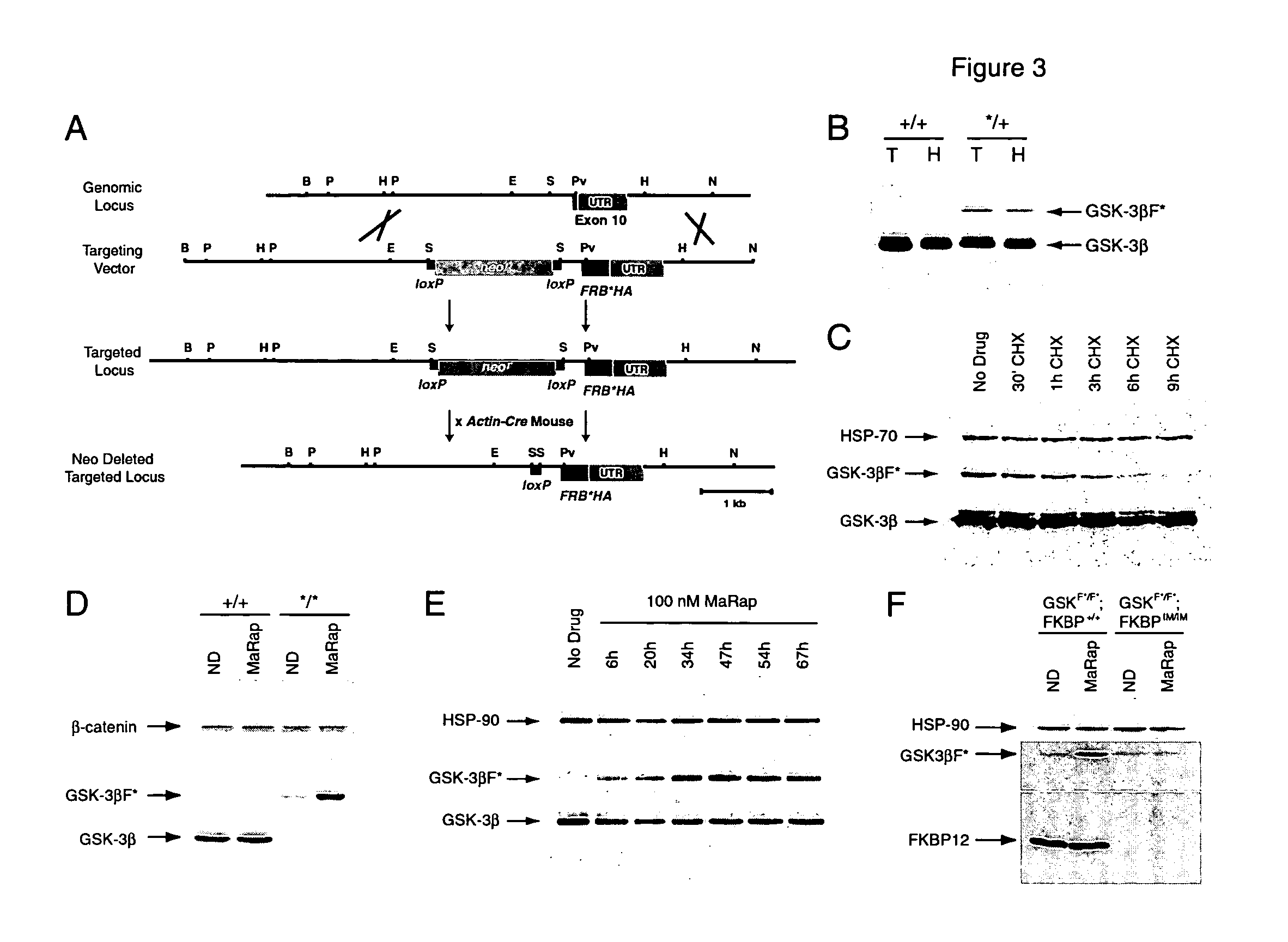 Conditional allele system