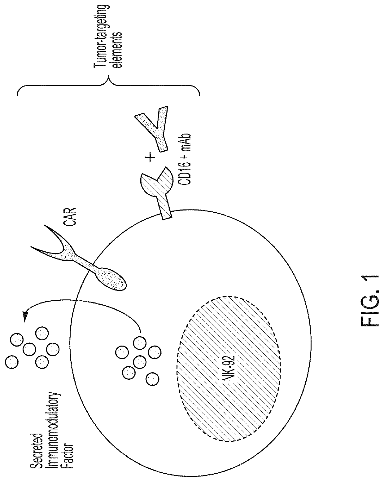 Cell-mediated transient delivery of immune-enhancing molecules into the tumor microenvironment