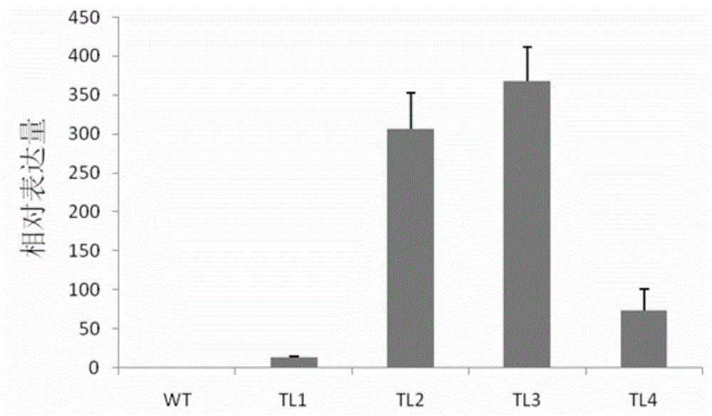 Protein GmSqm associated with insect tolerance of plants as well as coding gene and application thereof