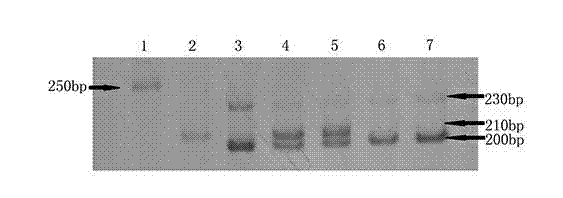 Molecular identification method for distant hybridization progeny of Sesame indicum L. and Sesame radiatum