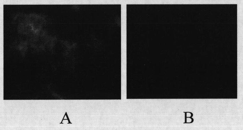 Canine distemper attenuated vaccine strain and application thereof