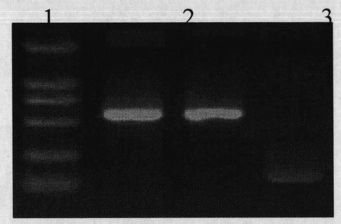 Canine distemper attenuated vaccine strain and application thereof