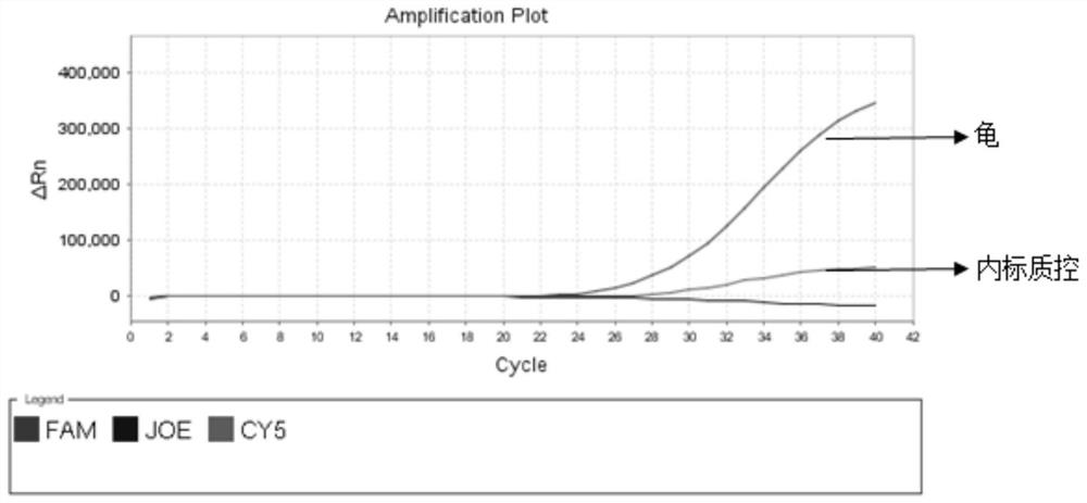 Fluorescent PCR detection primers, probes, kits, detection methods and applications of turtle and bovine origin in tortoise shell glue