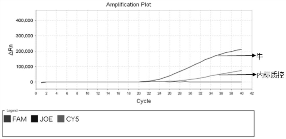 Fluorescent PCR detection primers, probes, kits, detection methods and applications of turtle and bovine origin in tortoise shell glue