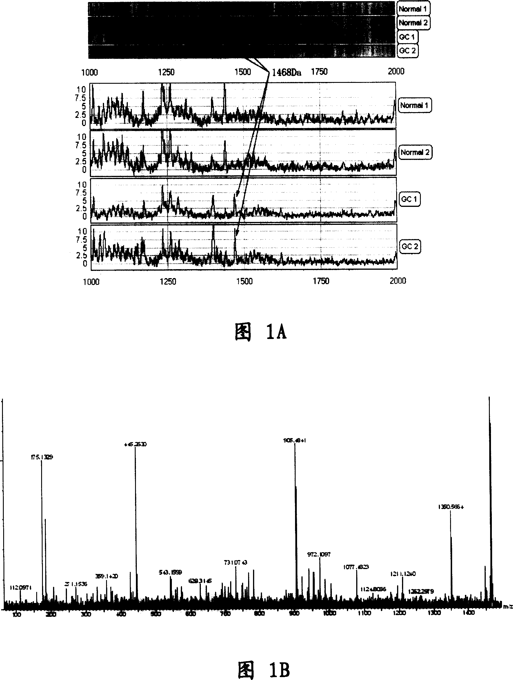 Peptide for treatment of vascellum generation and uses thereof