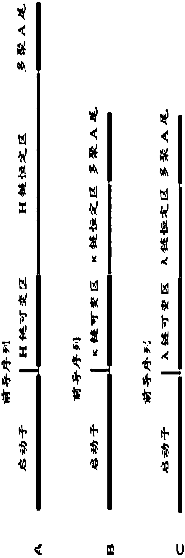 Anti-EBOV monoclonal antibody 5E9 with unique binding site, and application