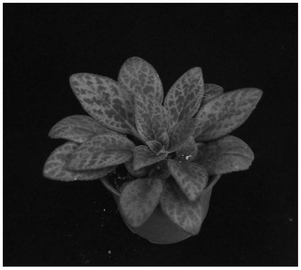 A method for quickly obtaining old seedlings of primula moss