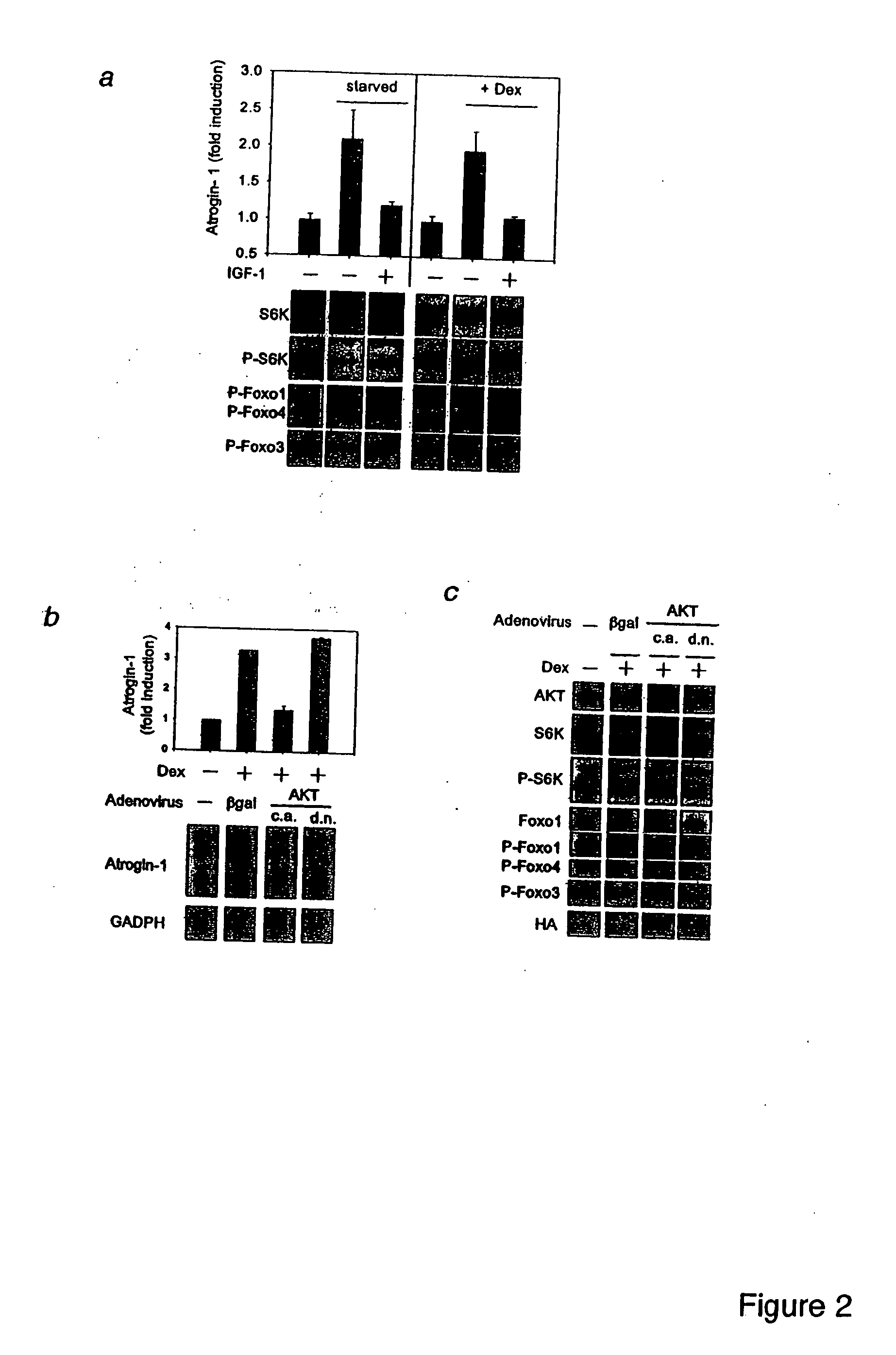 Methods and reagents related to foxo