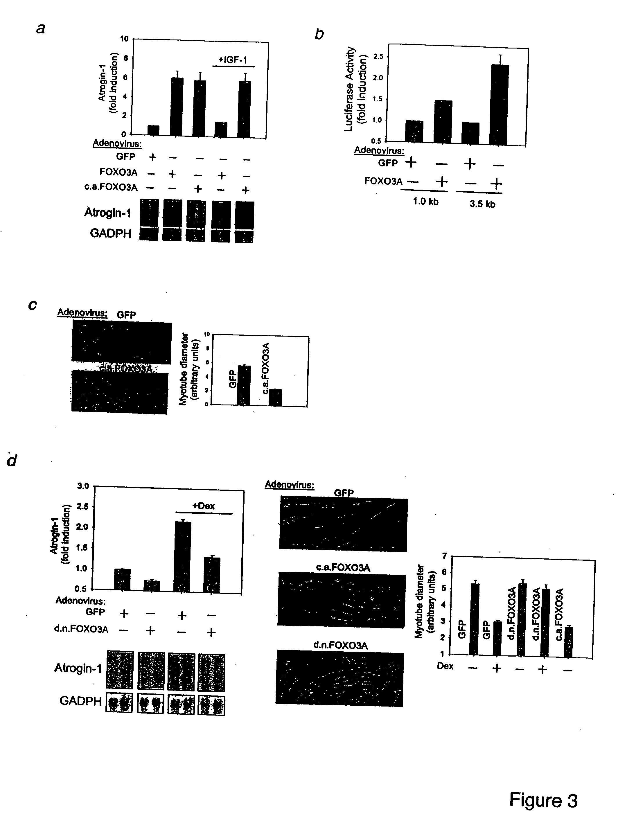 Methods and reagents related to foxo