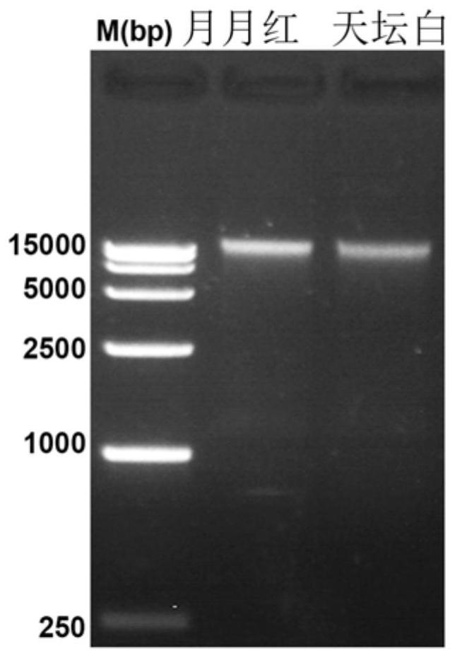 Indel markers associated with rose petals and molecular methods for identification of rose petals