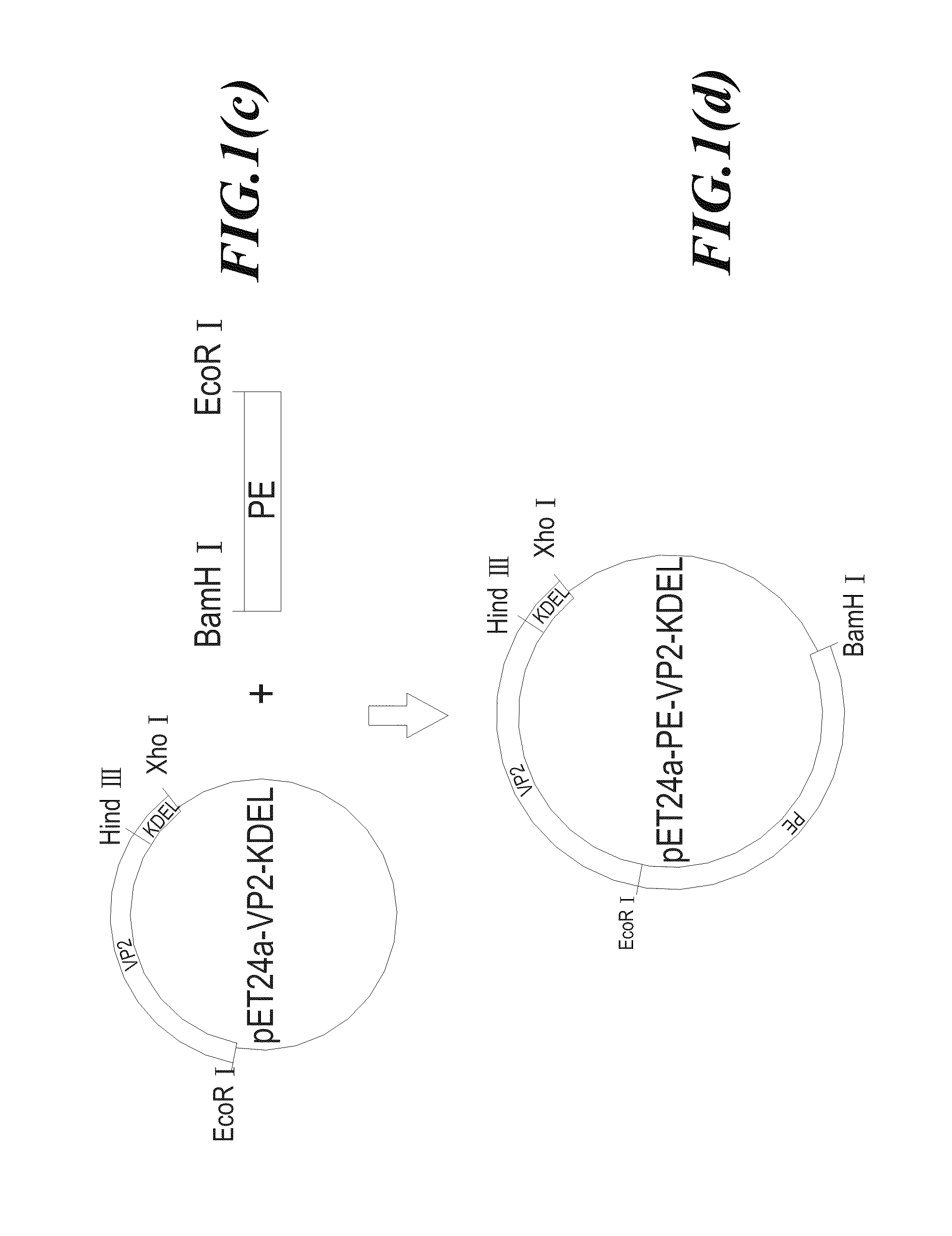 Subunit Vaccine for Aquaculture