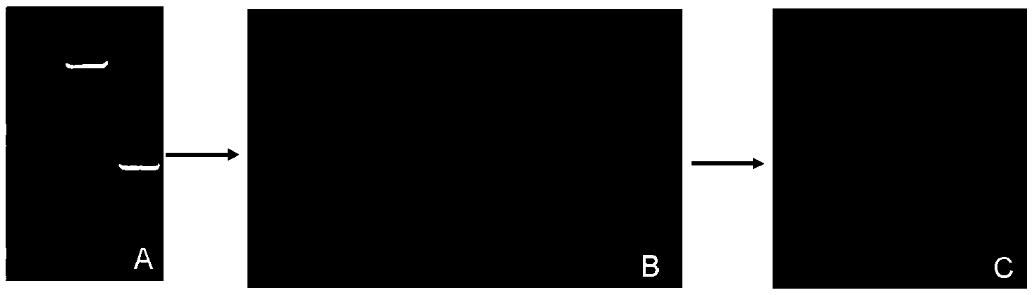 Kit and method for porcine reproductive and respiratory syndrome virus (PRRSV) gene-labeled vaccine strain ELISA differential diagnosis and use of kit