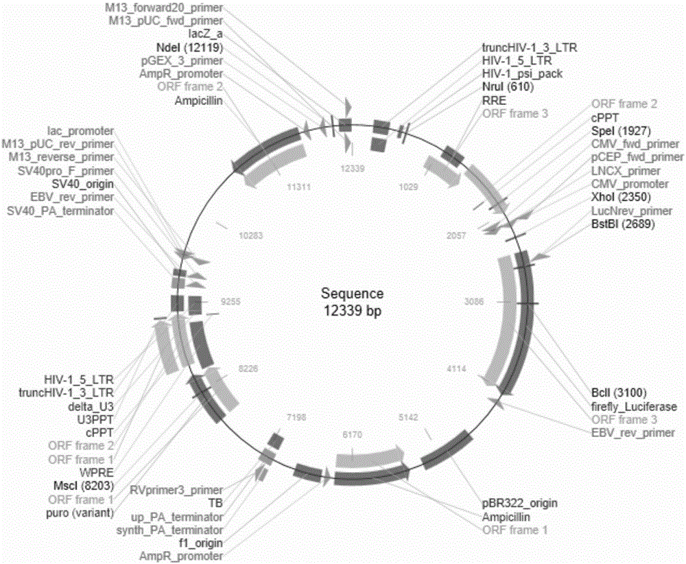 Recombinant vector for luciferase based on pCDH and application thereof