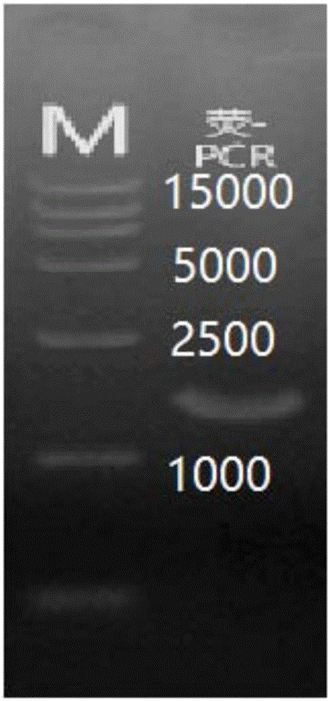 Recombinant vector for luciferase based on pCDH and application thereof