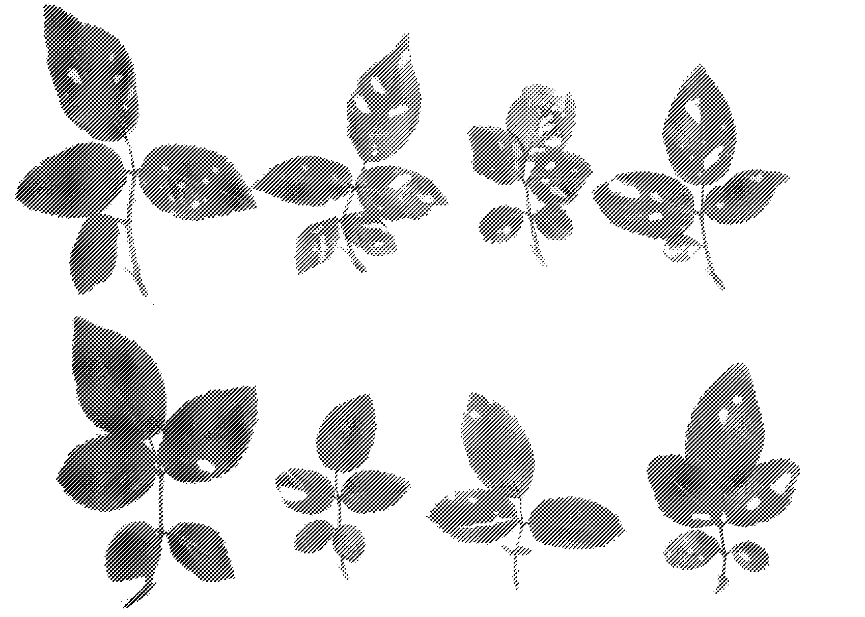 Exogenous Methyl Dihydrojasmonate for Prevention and Control of Biotic Attack in Plants