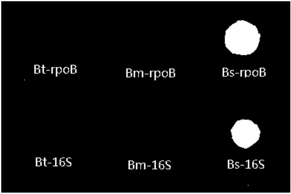 Gene chip for performing specific detection on bacillus subtilis