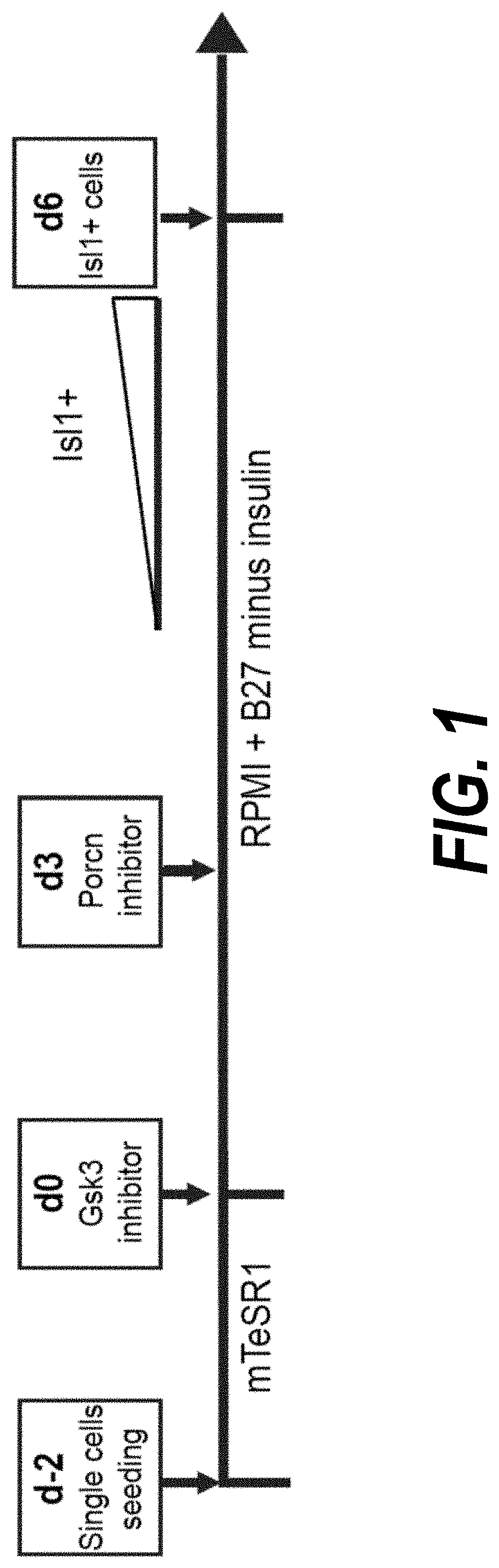 Methods for isolating human cardiac ventricular progenitor cells