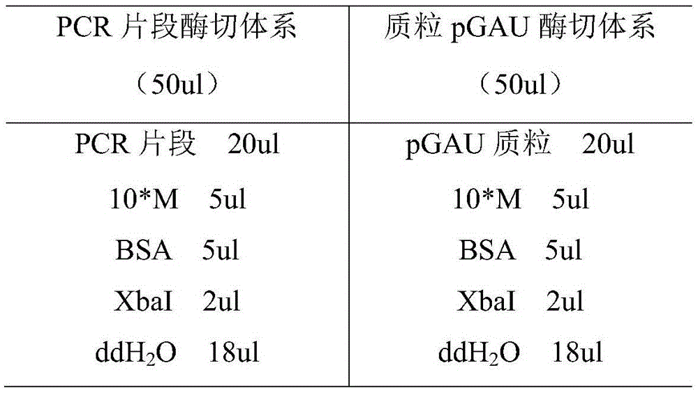 Alkaline-lipase-producing Aspergillus niger mutant strain