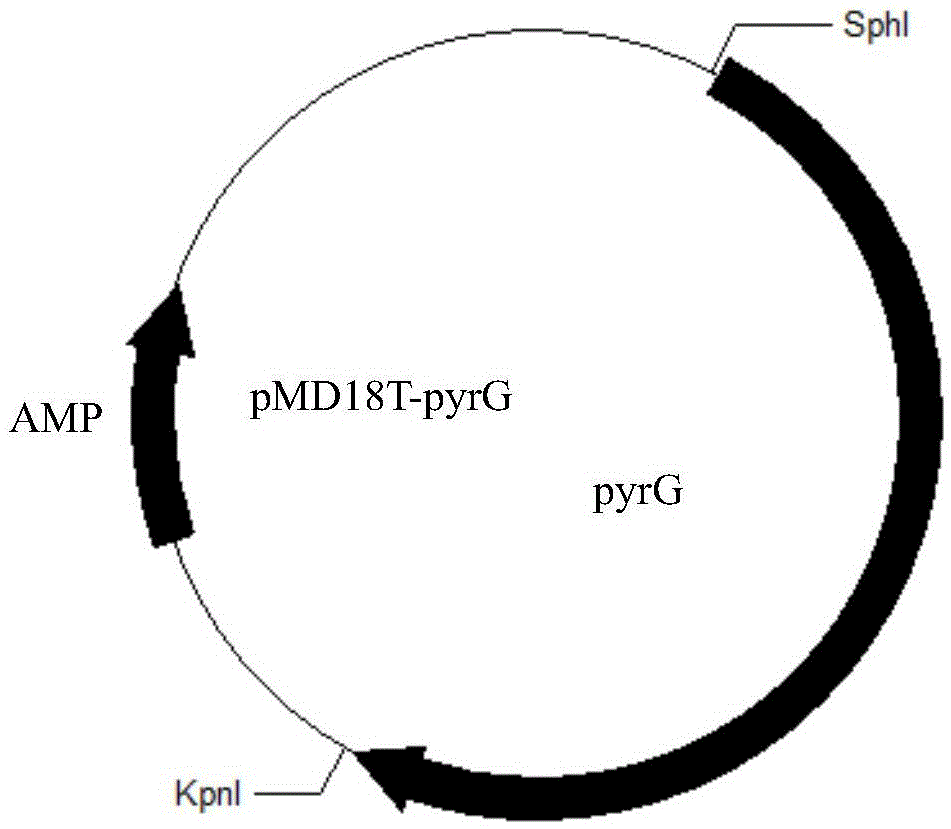 Alkaline-lipase-producing Aspergillus niger mutant strain