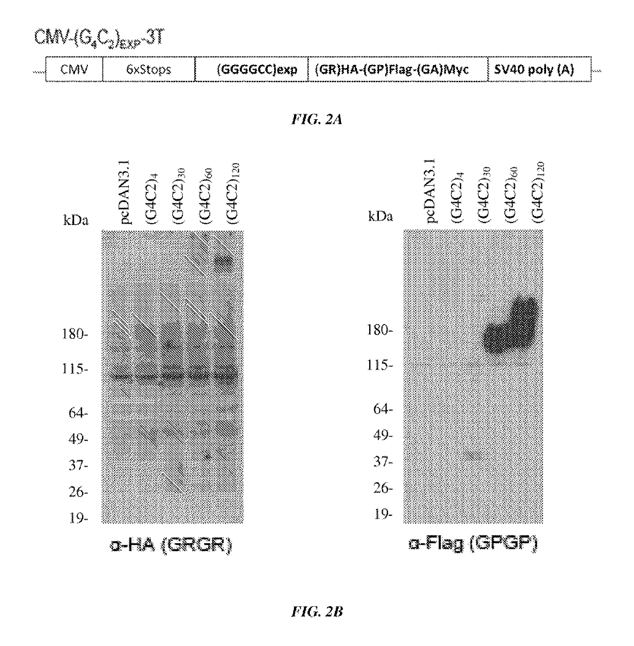 Use and treatment of di-amino acid repeat-containing proteins associated with ALS