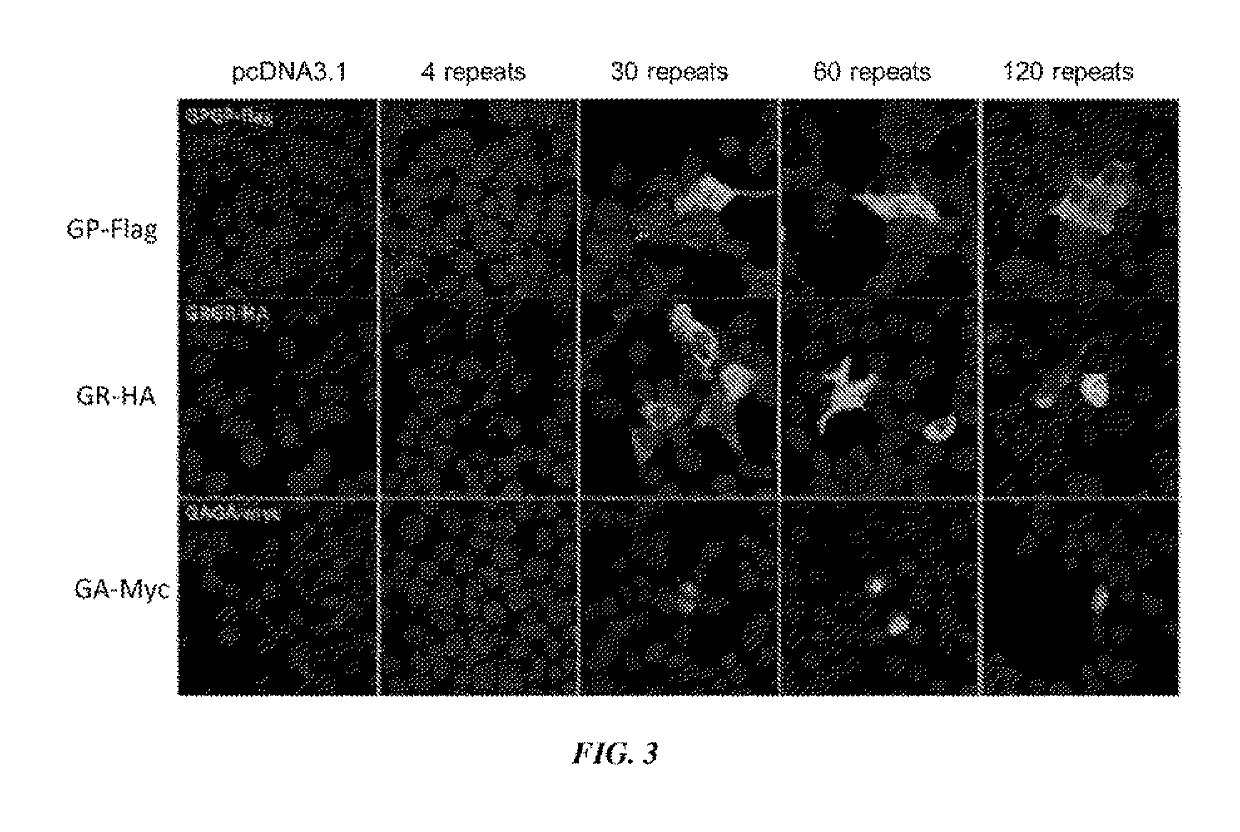 Use and treatment of di-amino acid repeat-containing proteins associated with ALS