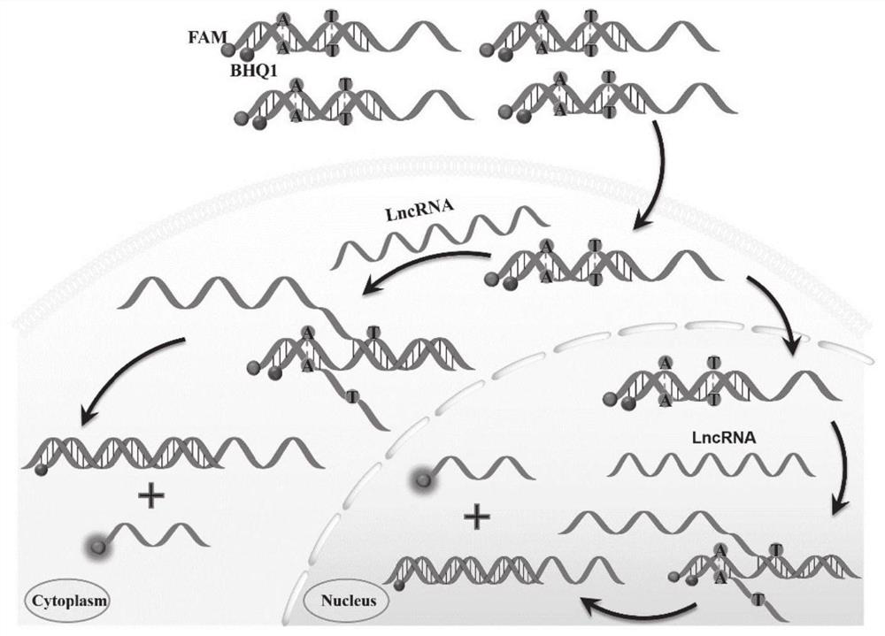 Mismatched linear double-stranded oligonucleotide probe and detection method of lncRNA