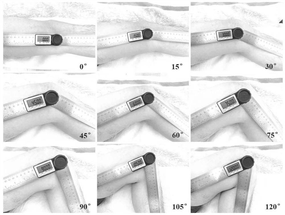 Multi-knee-bending-angle knee joint finite element model and preparation method thereof