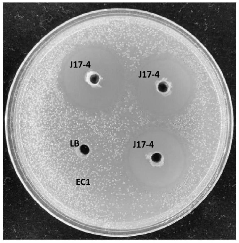 Rice endophytic Bacillus velezensis and application thereof