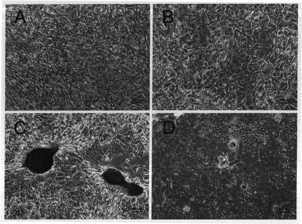 Cell sheet for tissue repair and bioartificial tissue engineering and preparation method thereof