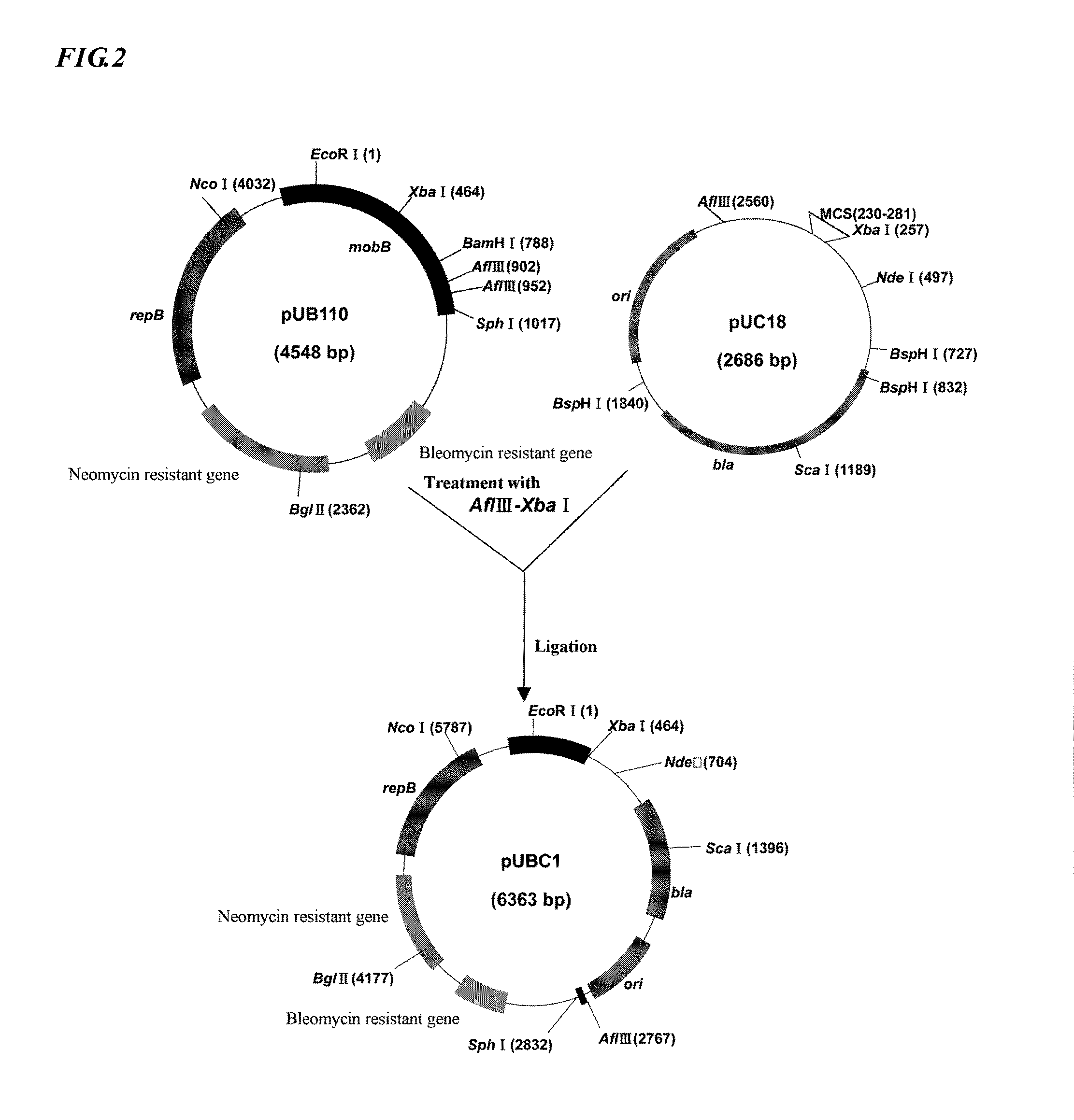 Recombinant expression plasmid vector and recombinant strain to be used in producing oxalate decarboxylase, and method of producing recombinant oxalate decarboxylase