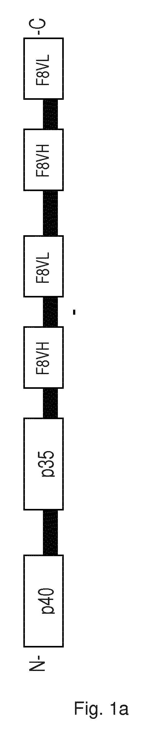 IL-12 immunoconjugate