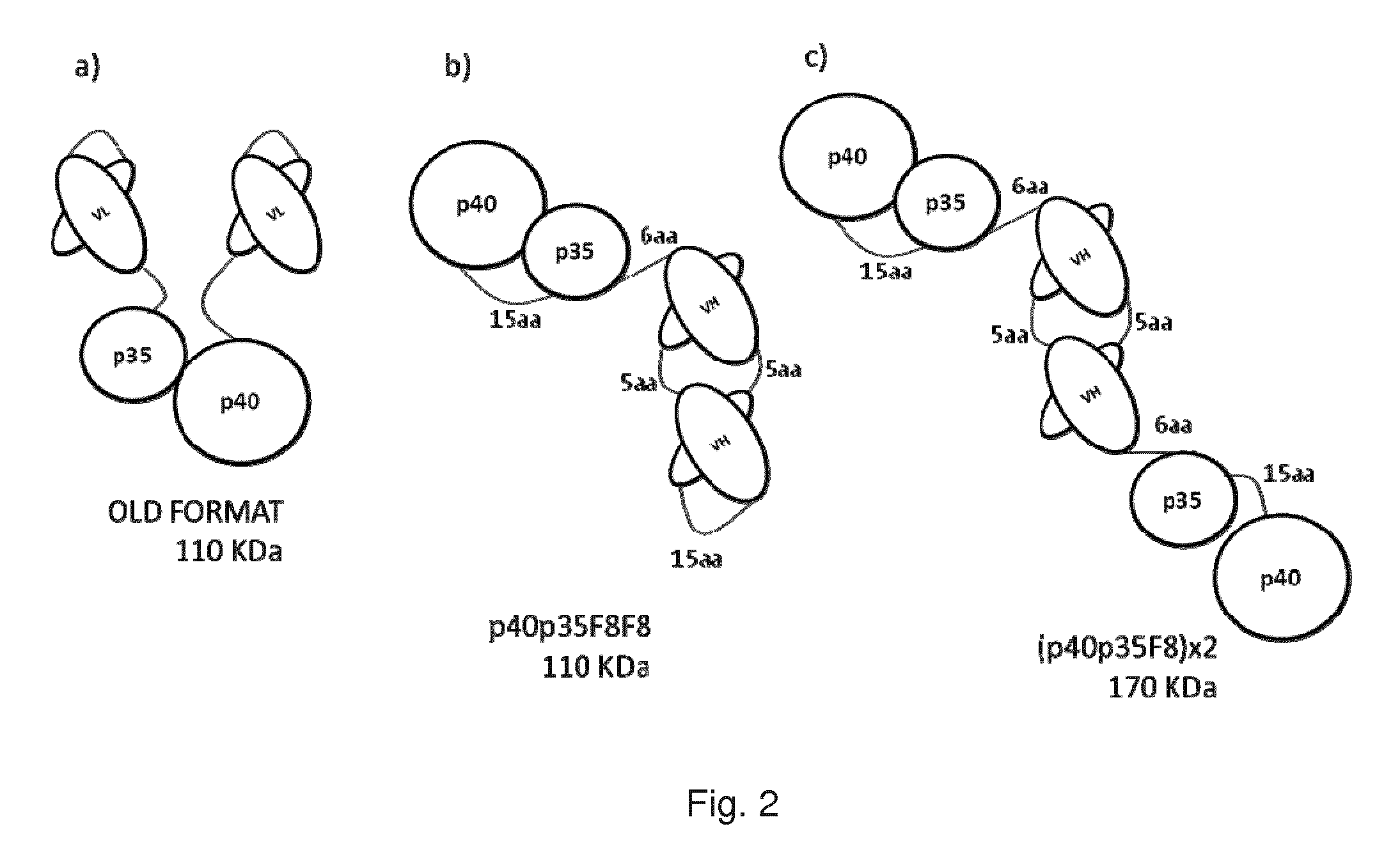 IL-12 immunoconjugate