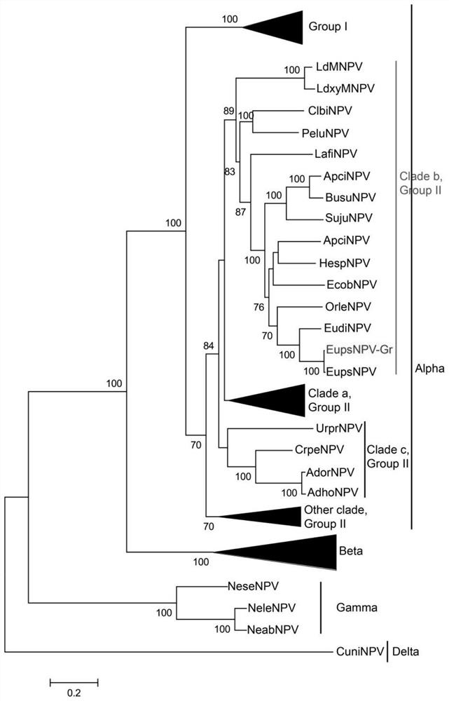 EupsNPV-Gr strain, biological control agent and application