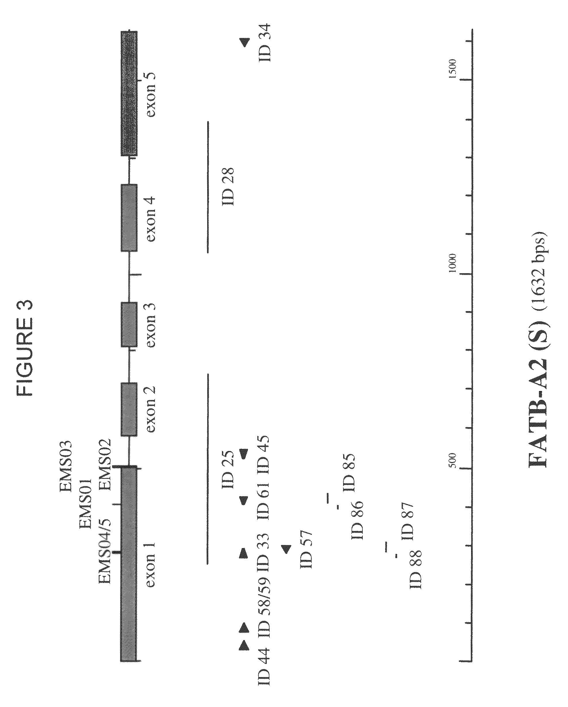 <i>Brassica </i>plant comprising mutant fatty acyl-ACP thioesterase alleles