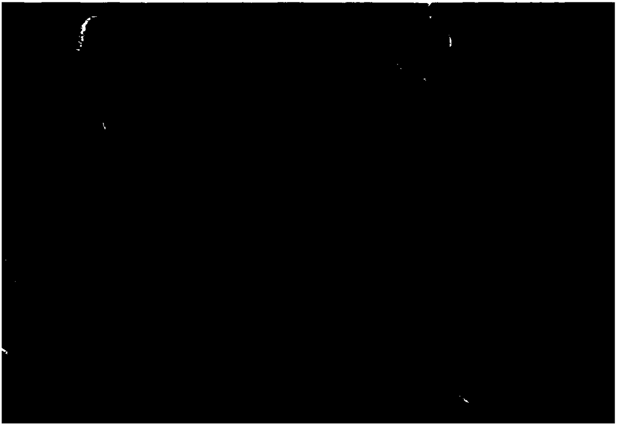 High-tetragonal-phase barium titanate powder, method for preparing same, barium titanate thick-film ceramic, method for preparing same and application of barium titanate thick-film ceramic