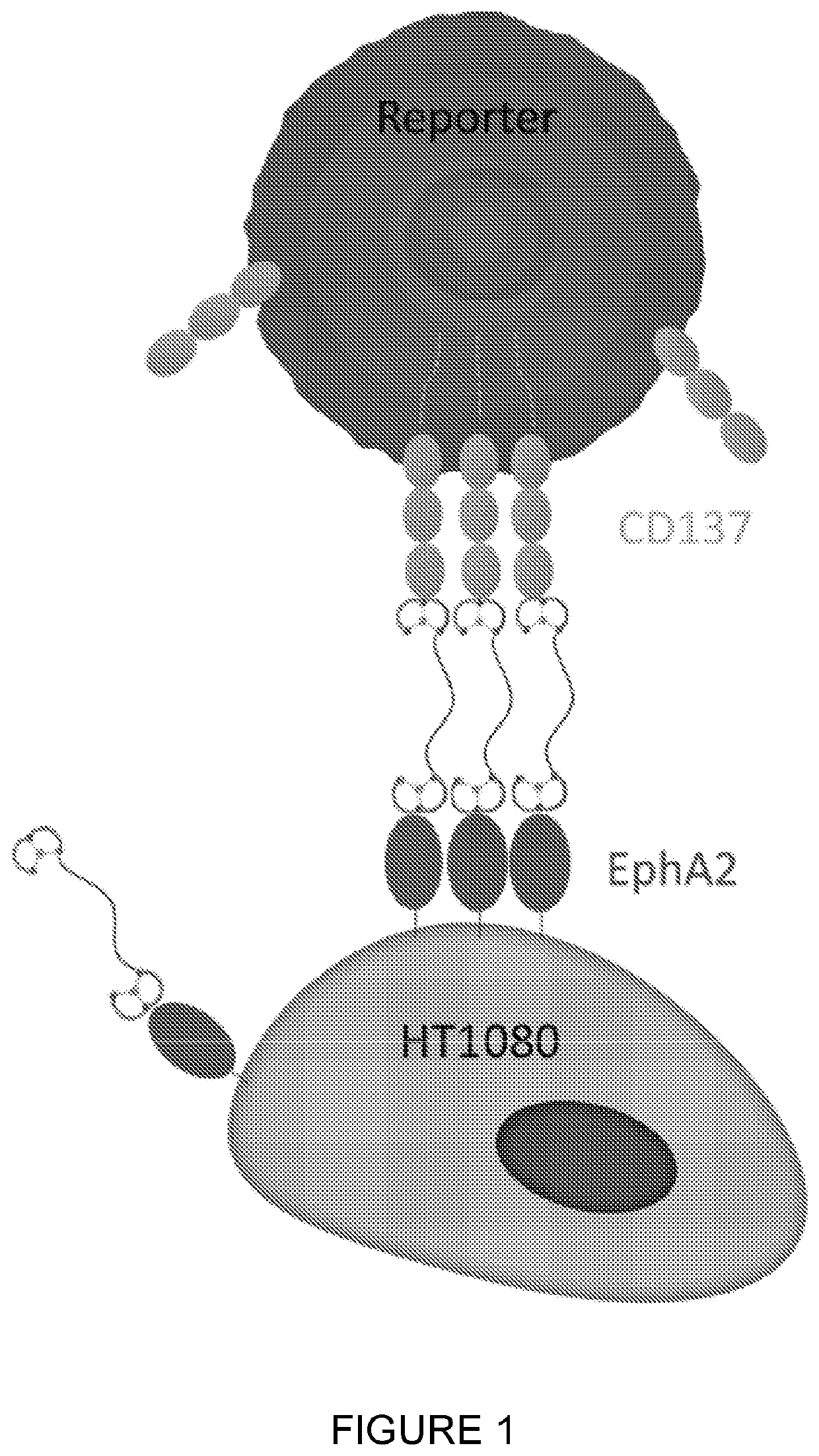 Heterotandem bicyclic peptide complexes