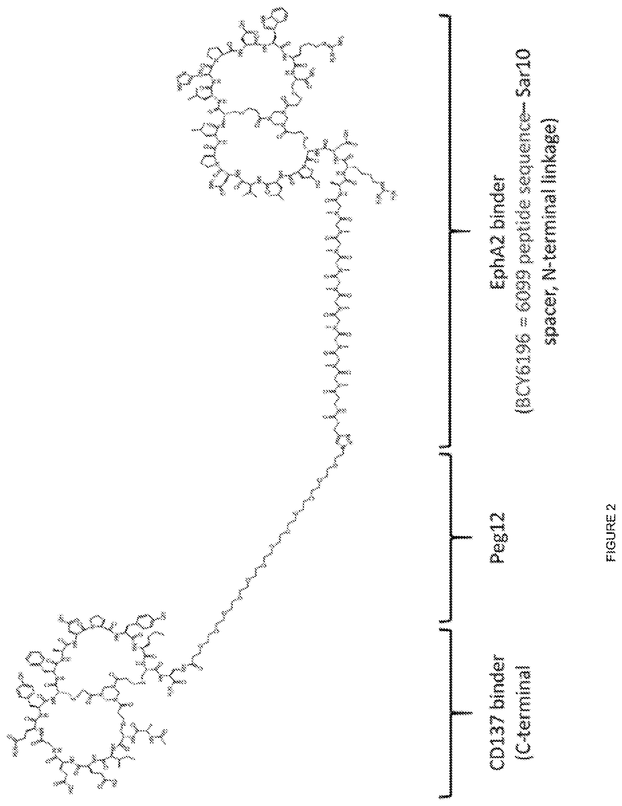 Heterotandem bicyclic peptide complexes