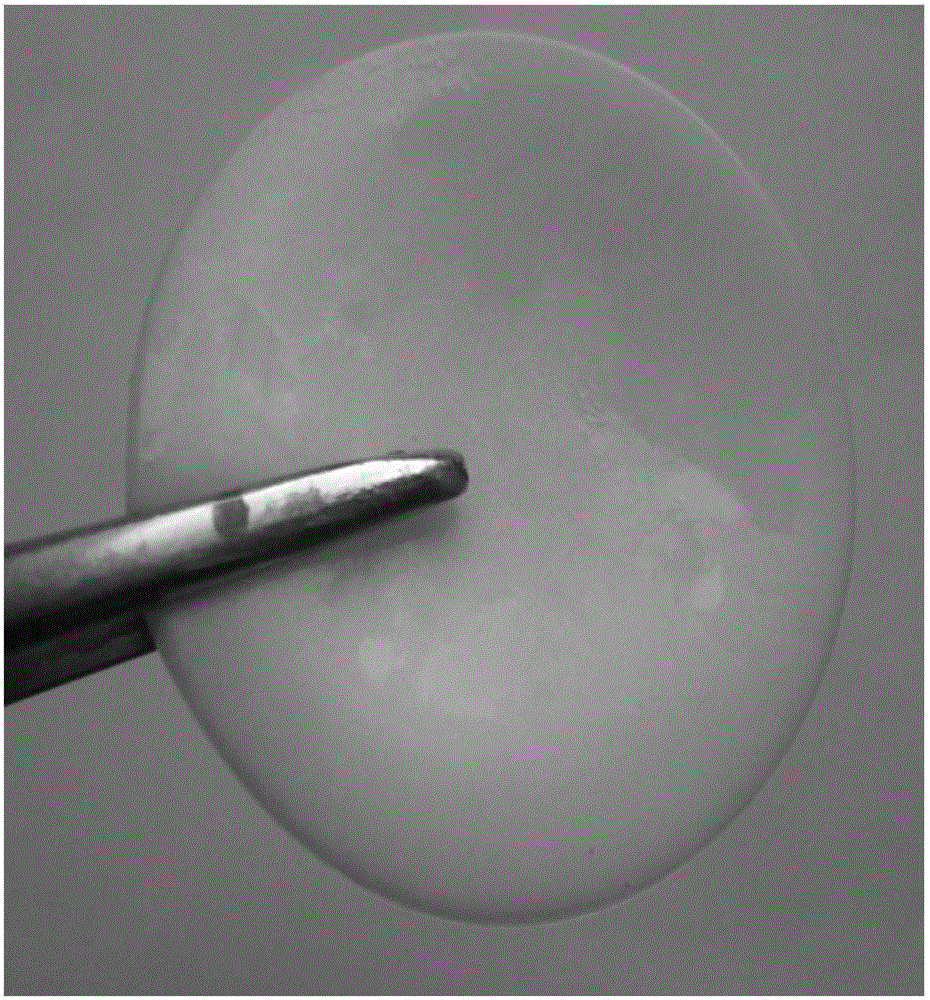 Physically cross-linked pva/peo hydrogel-loaded orpiment quantum dot transdermal patch and preparation method thereof