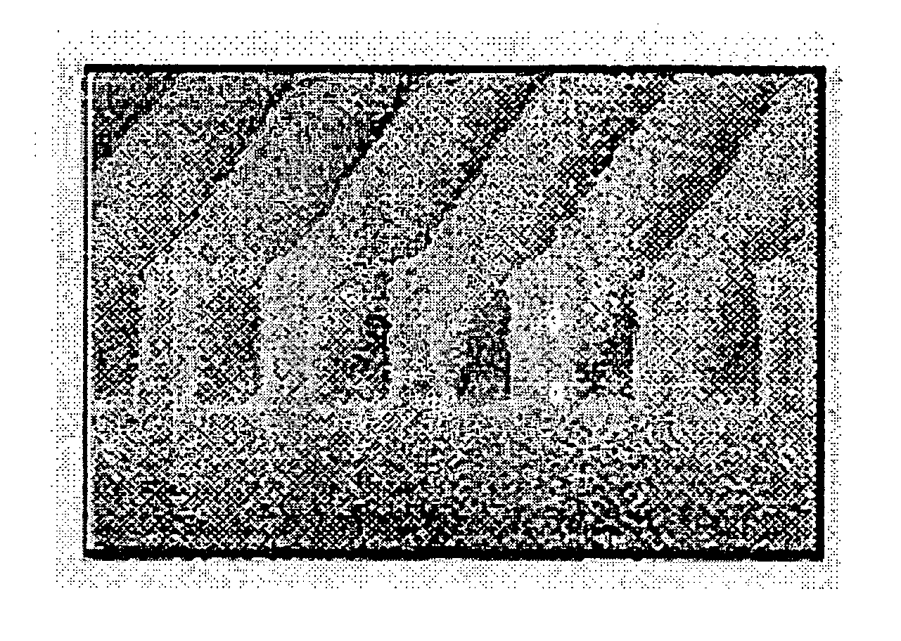 Light absorbent agent polymer useful for organic anti-reflective coating, its preparation method and organic anti-reflective coating composition comprising the same