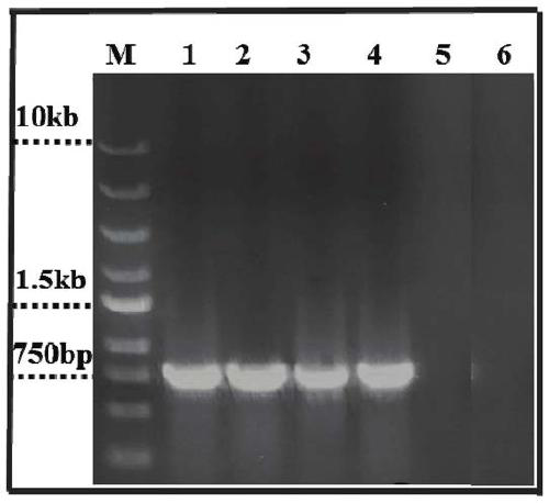 Artificially-synthesized vitreoscilla hemoglobin gene, corresponding engineered strain and application