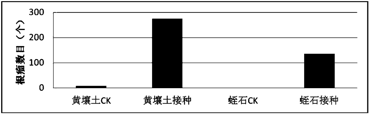 A kind of rhizobia and its application