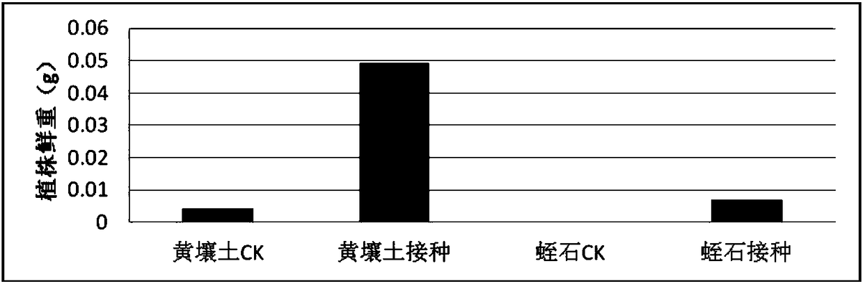 A kind of rhizobia and its application