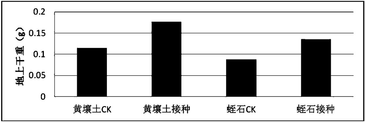 A kind of rhizobia and its application