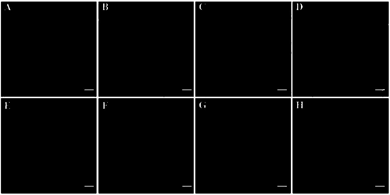 Fluorescence chemical sensor and method for simultaneously detecting diversified DNA (deoxyribonucleic acid) glycosylases on single-molecular levels and application of fluorescence chemical sensor