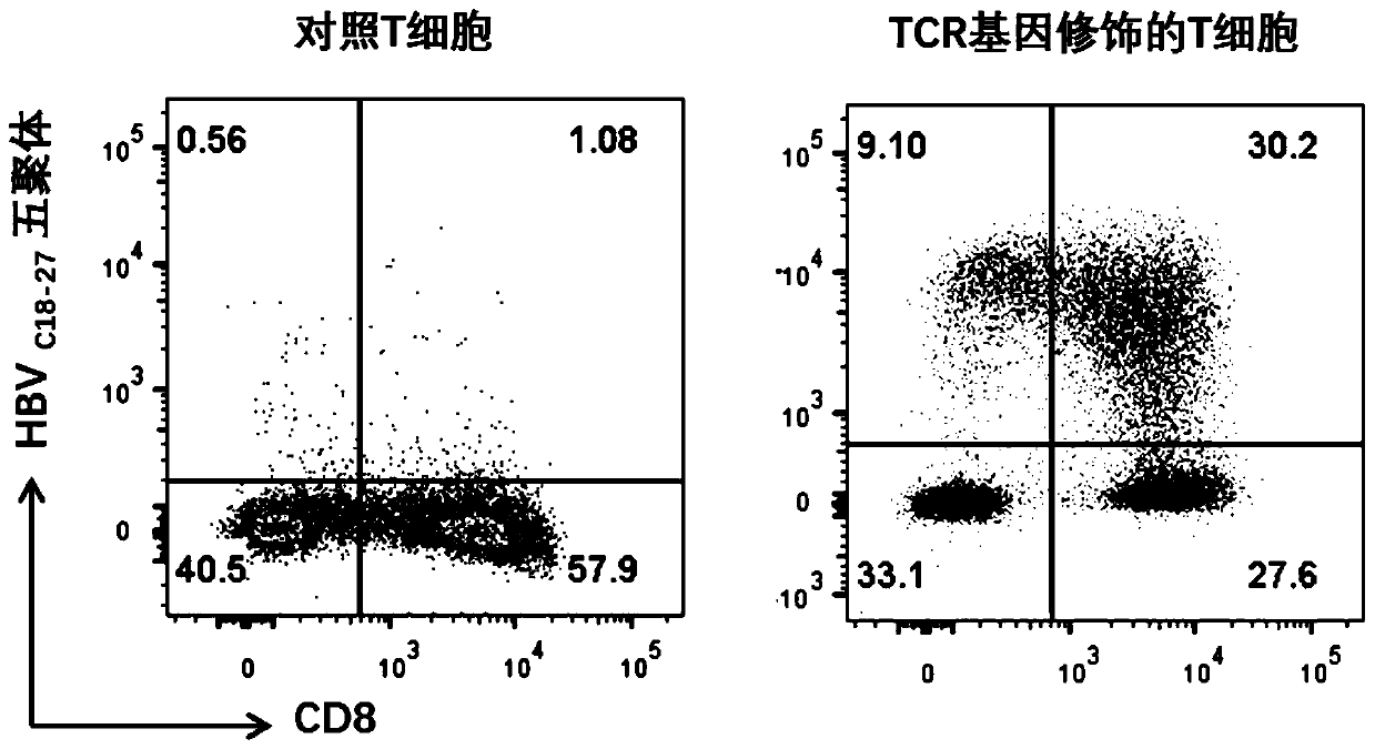 T cell receptors for recognizing human hepatitis B virus core antigens